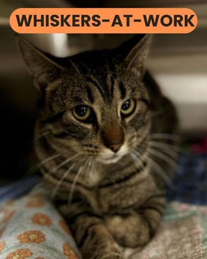 Grey - Domestic Shorthair/Mix cat available for adoption at Humane Society London & Middlesex in London