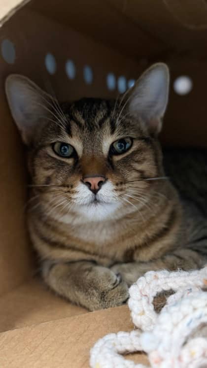 BJ - Domestic Shorthair/Mix cat available for adoption at Humane Society London & Middlesex in London