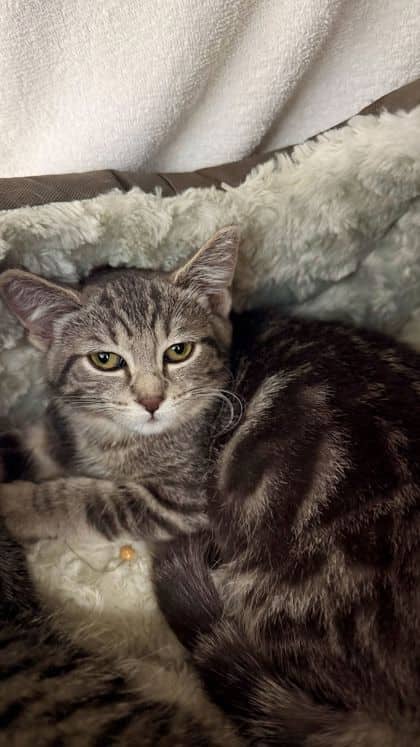Chrissy - Domestic Shorthair/Mix cat available for adoption at Humane Society London & Middlesex in London