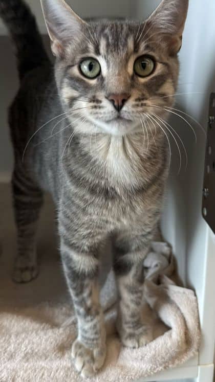 Pine - Domestic Shorthair/Mix cat available for adoption at Humane Society London & Middlesex in London