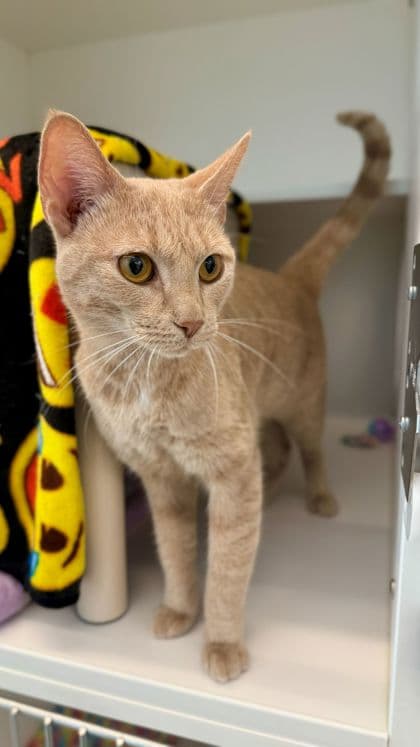 Kiara - Domestic Shorthair/Mix cat available for adoption at Humane Society London & Middlesex in London