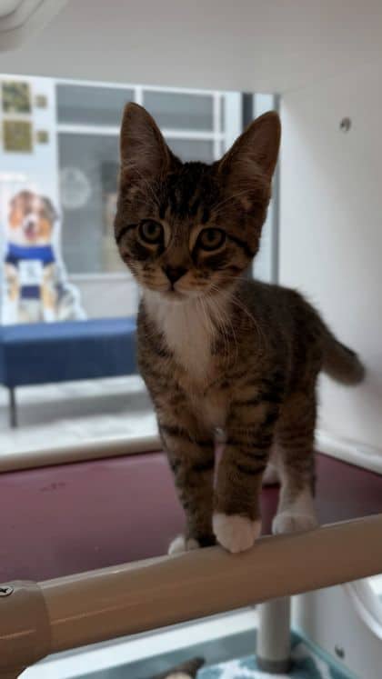 Corn Pop - Domestic Shorthair/Mix available for adoption