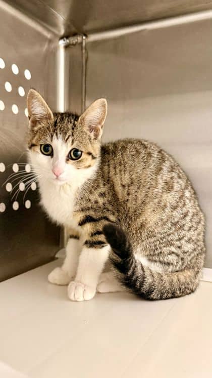 Serena - Domestic Shorthair/Mix cat available for adoption in Ontario