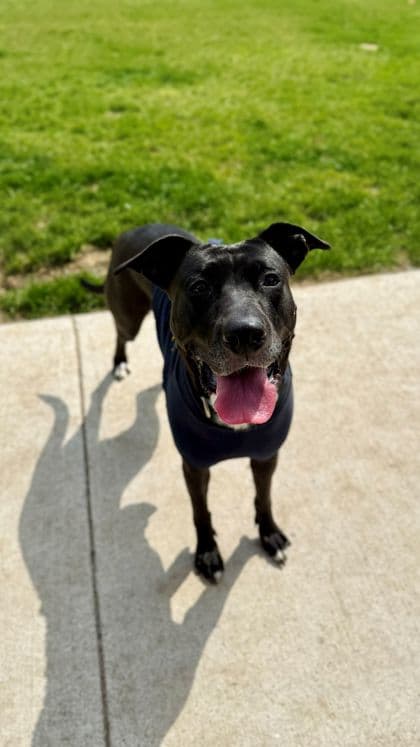 Nova - Bulldog, American/Retriever, Labrador available for adoption in Ontario
