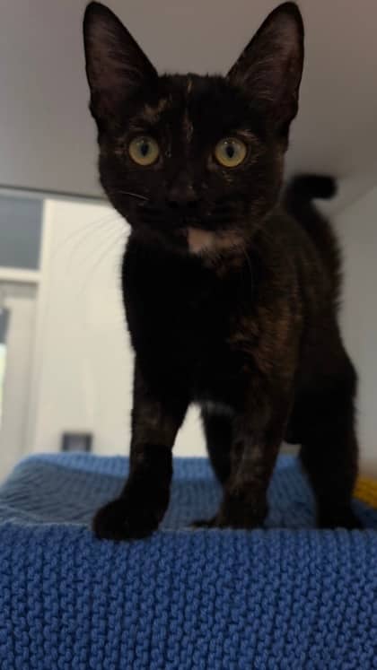 Phoenix - Domestic Shorthair/Mix cat available for adoption at Humane Society London & Middlesex in London