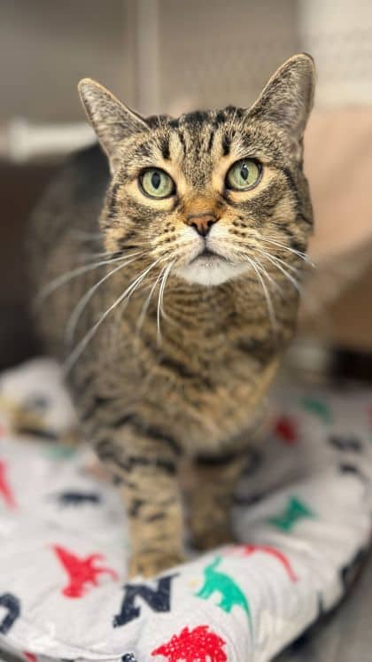 Fig - Domestic Shorthair/Mix cat available for adoption at Humane Society London & Middlesex in London