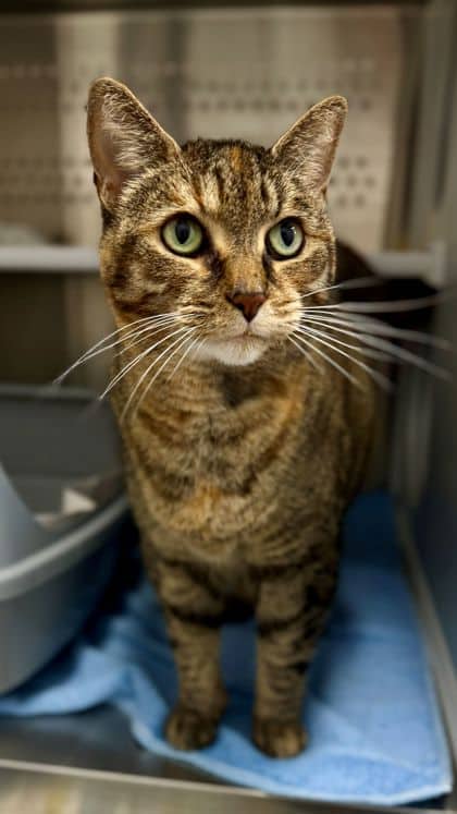 Pebbles - Domestic Shorthair/Mix available for adoption