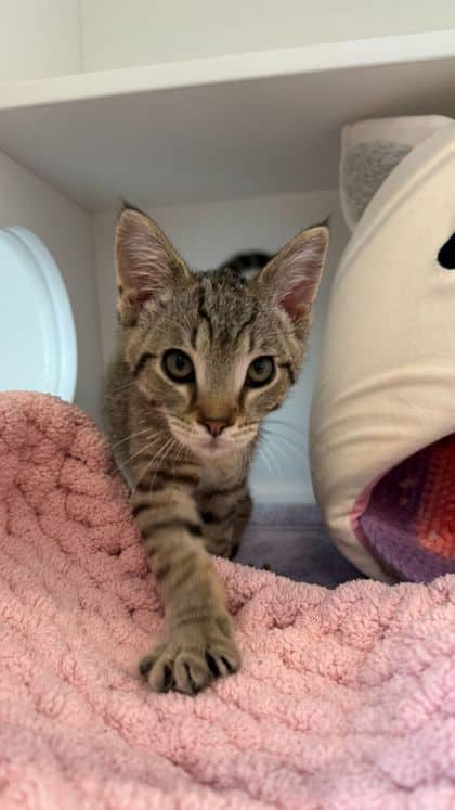 Newbury - Domestic Shorthair/Mix available for adoption