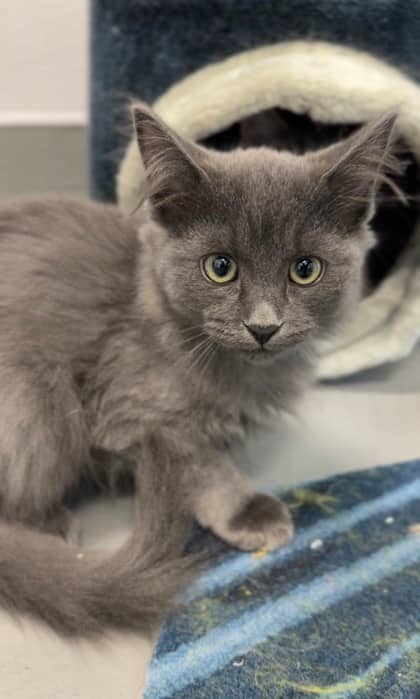 Scratchy - Domestic Medium Hair/Mix cat available for adoption at Humane Society London & Middlesex in London