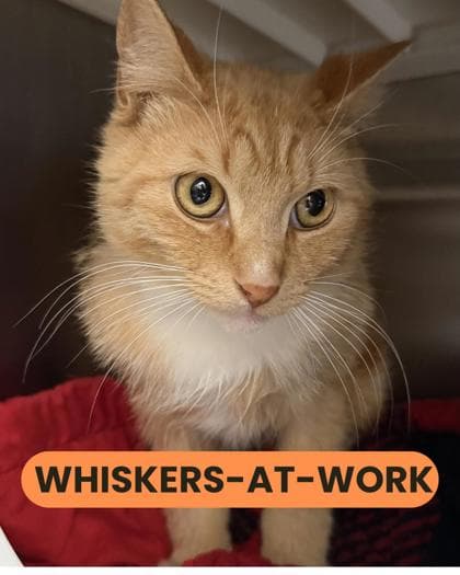 Arlie - Domestic Shorthair/Mix cat available for adoption at Humane Society London & Middlesex in London