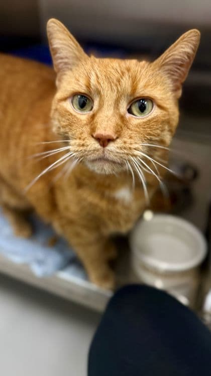 Bubba - Domestic Shorthair/Mix available for adoption