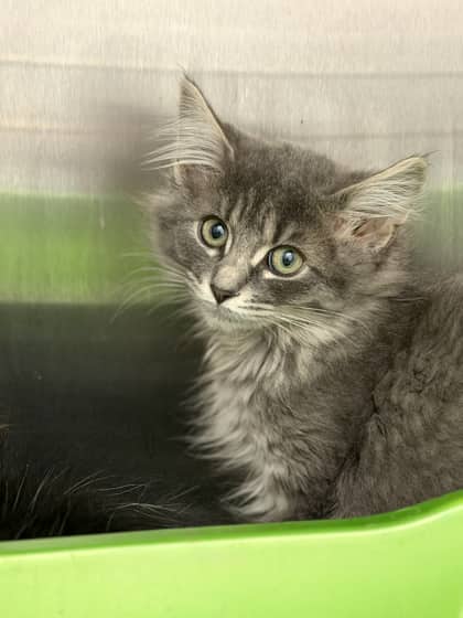 Binoo - Domestic Medium Hair/Mix cat available for adoption at Humane Society London & Middlesex in London