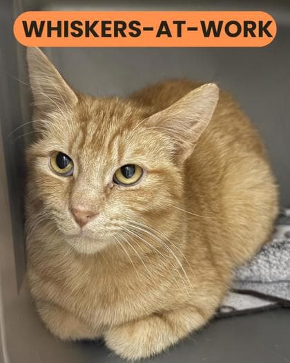 Sammy - Domestic Shorthair/Mix cat available for adoption at Humane Society London & Middlesex in London