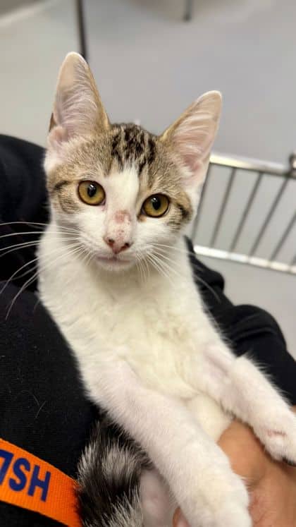 Hailey - Domestic Shorthair/Mix cat available for adoption at Humane Society London & Middlesex in London