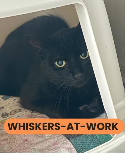 Void - Domestic Shorthair/Mix cat available for adoption at Humane Society London & Middlesex in London