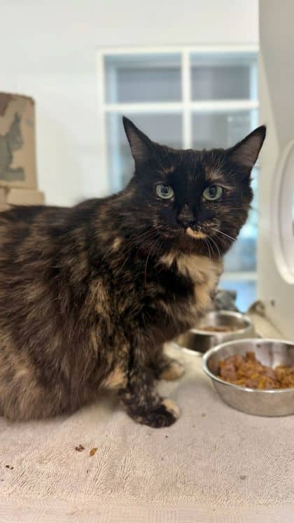 Smokey - Domestic Longhair/Mix available for adoption
