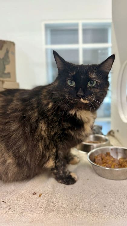 Smokey - Domestic Longhair/Mix available for adoption