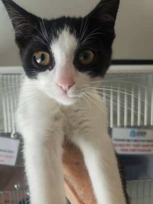 Wilmer - Domestic Shorthair/Mix available for adoption
