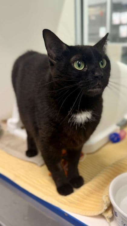 Ahri Olivia Speedwagon - Domestic Shorthair/Mix cat available for adoption at Humane Society London & Middlesex in London