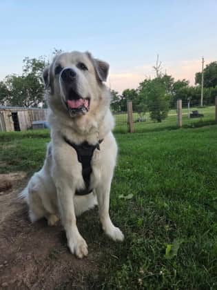 Spartan - Great Pyrenees/Mix available for adoption