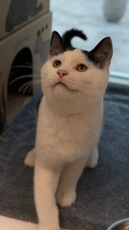 Acorn - Domestic Shorthair/Mix available for adoption