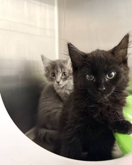 Caboodle - Domestic Shorthair/Mix available for adoption