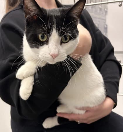 Gilbert - Domestic Shorthair/Mix available for adoption