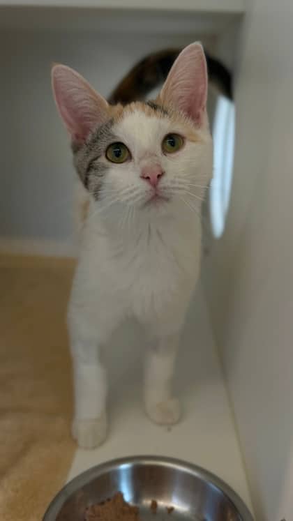 Fawkes - Domestic Shorthair/Mix available for adoption