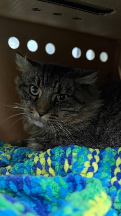 Fantail - Domestic Medium Hair/Mix cat available for adoption at Humane Society London & Middlesex in London