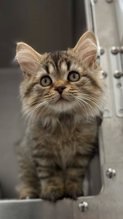 Fozzie - Domestic Shorthair/Mix available for adoption