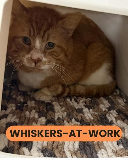 Big Red - Domestic Shorthair/Mix cat available for adoption at Humane Society London & Middlesex in London