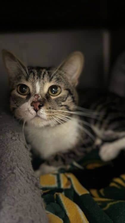 Teddy - Domestic Shorthair/Mix available for adoption