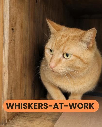Ripp - Domestic Shorthair/Mix cat available for adoption at Humane Society London & Middlesex in London