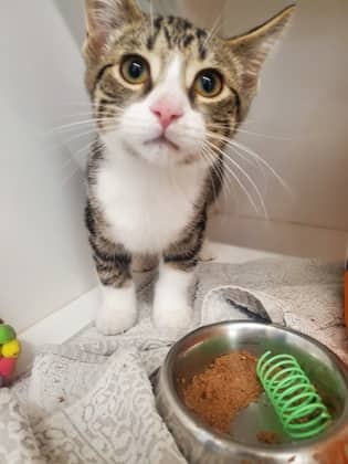 Mel - Domestic Shorthair/Mix available for adoption