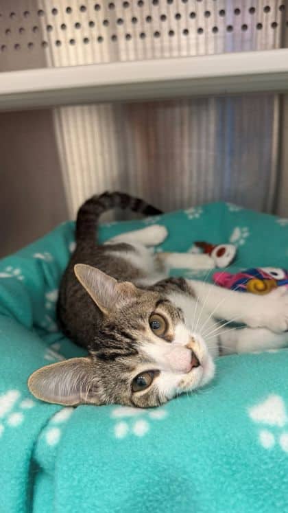 Raven - Domestic Shorthair/Mix cat available for adoption at Humane Society London & Middlesex in London