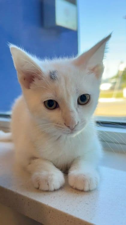 Tommy Pickles - Domestic Shorthair/Mix cat available for adoption in Calgary