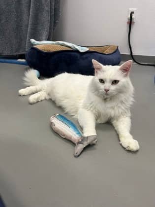 Willow - Domestic Longhair/Mix available for adoption