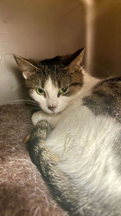 Boggle - Domestic Shorthair/Mix cat available for adoption at Humane Society London & Middlesex in London