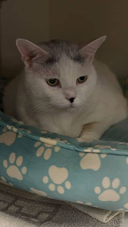 Bailey - Domestic Shorthair/Mix cat available for adoption at Humane Society London & Middlesex in London