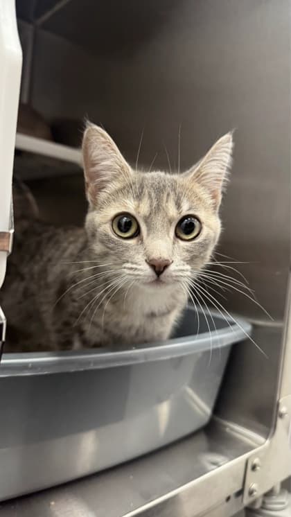 Jess - Domestic Shorthair/Mix available for adoption