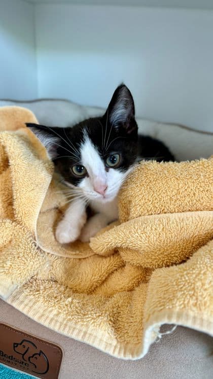 Phineas - Domestic Shorthair/Mix cat available for adoption at Humane Society London & Middlesex in London