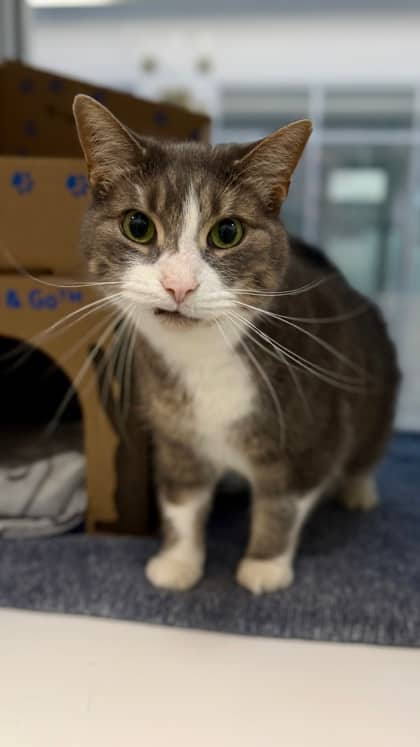 Angus - Domestic Shorthair/Mix cat available for adoption at Humane Society London & Middlesex in London