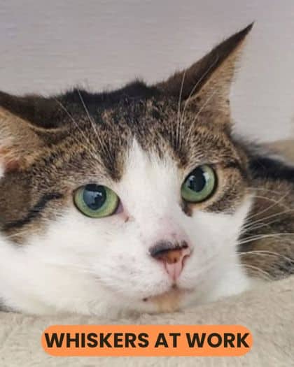 Boggle - Domestic Shorthair/Mix available for adoption