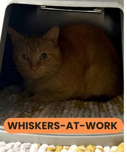 Ripp - Domestic Shorthair/Mix cat available for adoption in Calgary