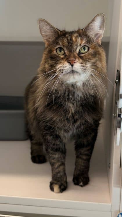 Tiki - Domestic Medium Hair/Mix cat available for adoption at Humane Society London & Middlesex in London