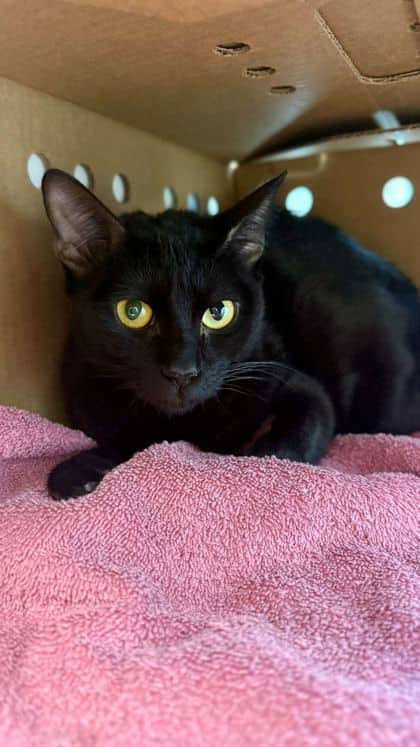 Liquorice - Bengal/Mix cat available for adoption at Humane Society London & Middlesex in London