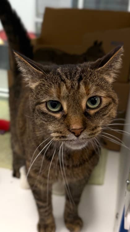Peach - Domestic Shorthair/Mix available for adoption