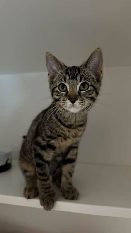 Fiddlestix - Domestic Shorthair/Mix available for adoption