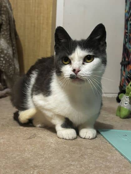 Nala - Domestic Shorthair/Mix available for adoption