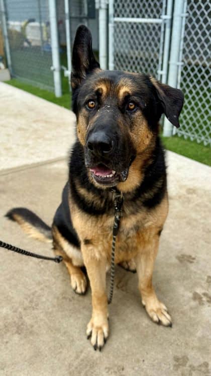 Odin - German Shepherd, King/Mix available for adoption